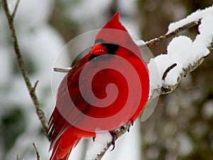 Red Bird on snow laden branch