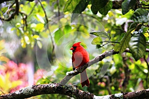 Red bird on a tree