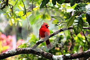 Red bird on a tree