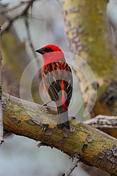 Red bird on tree branch