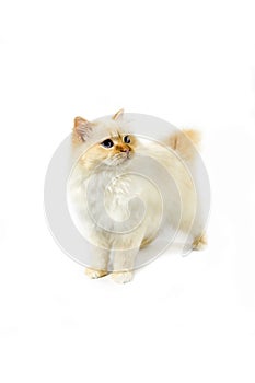 SACRE DE BIRMANIE RED