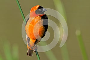 Red Bishop photo