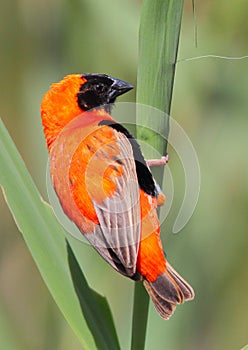 Red Bishop photo