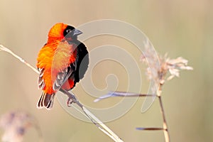 Red Bishop