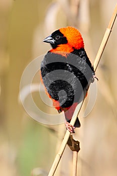 Red Bishop