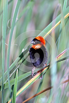 Red Bishop