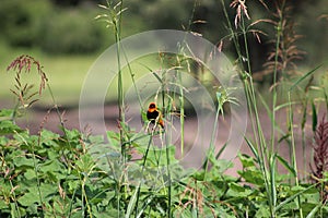 Red bishop