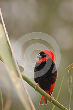 Red Bishop Bird