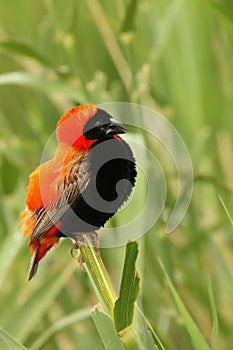 The red bishop Euplectes orix sitting on the branch a looking around