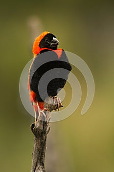 The red bishop Euplectes orix sitting on the branch a looking around