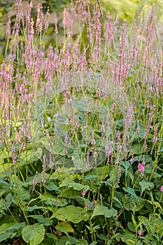 Red bistort Bistorta amplexicaulis Pink Elephant pink flowering plants