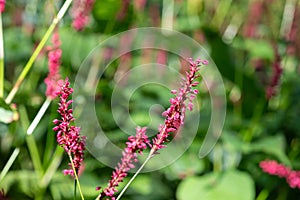 Red bistort (bistorta amplexicaulis) plant