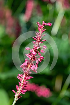 Red bistort (bistorta amplexicaulis) plant photo