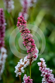 A red bistort in bloom on a sunny summers day