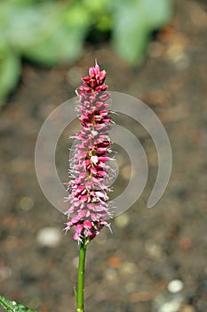 Red bistort deep pink flower spike