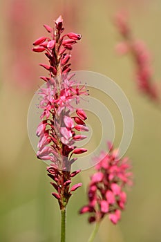 Red bistort (Persicaria amplexicaulis)