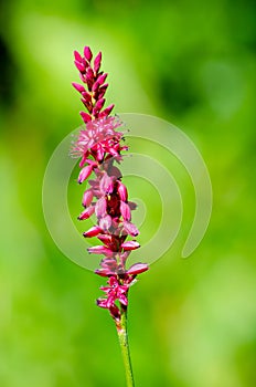 Red bistort Persicaria amplexicaulis against green background selective focus photo