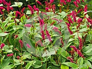 Red bistort, Persicaria amplexicaulis, flowering in a garden