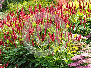 Red bistort, Persicaria amplexicaulis, flowering in a garden photo