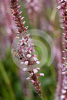 Red bistort Persicaria amplexicaulis Pink Elephant, pink flower spike with honeybee photo