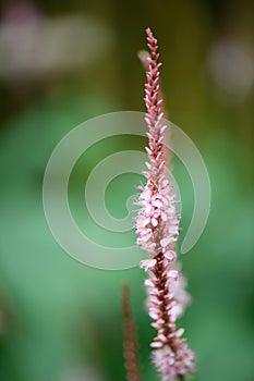Red bistort Persicaria amplexicaulis Pink Elephant, pink flower spike photo