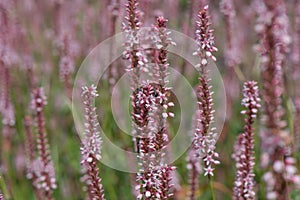 Red bistort Persicaria amplexicaulis Pink Elephant, pink flower spike photo