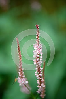 Red bistort Persicaria amplexicaulis Pink Elephant, pink flower spikes photo
