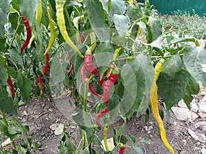 Red bitter hot chili peppers on a bush in a vegetable gardenred pepper