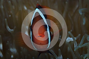 Red and Black Anemonefish Amphiprion melanopus