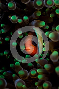 Anemonefish in Bulbed-Anemone in Indonesia photo