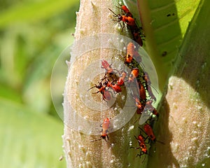 Red and black aphids