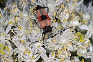 Red and black beatle insect on onion flower photo