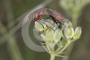 Red and black beatle insects