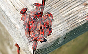 Red and black beatles