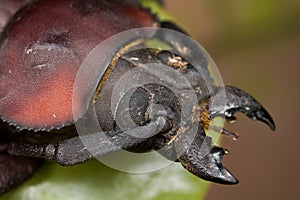 A red and black beetle