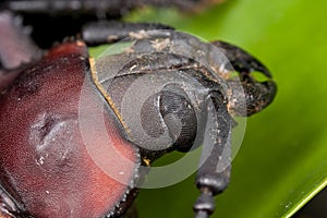 A red and black beetle