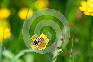 Red and black beetle full of bee pollen on a yellow flower in nature