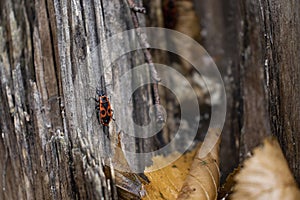 Red and black beetle on an old tree.