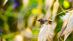 red and black beetles