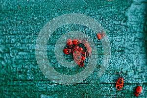 Red black beetles on a green painted piece of wood