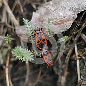 Red and black beetles (Heteroptera) in the forest