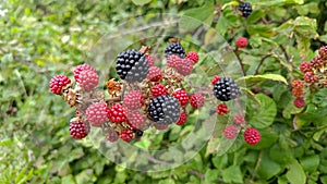 red and black blackberries