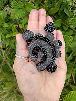 red and black blackberries