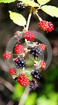 Branch with wild blackberries in different stages of ripeness