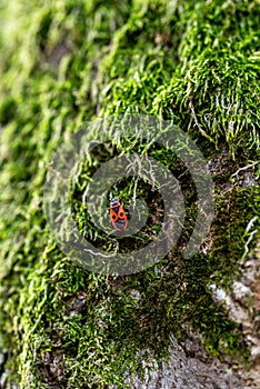 Red and Black Bug on Mossy Tree Trunk