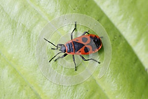 A red and black bug, Pyrrhocoris apterus, on a green leaf