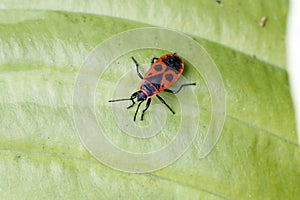 A red and black bug, Pyrrhocoris apterus, on a green leaf