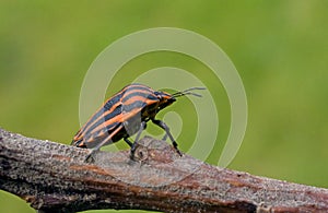 Red - black bug sits on a branch. photo