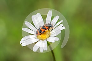 A red and black bug is sitting on a white flower