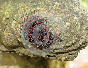 Red and Black Bugs